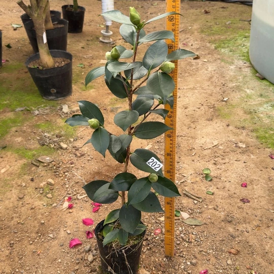 少量花朵（建议范围：2朵-5朵 或40%以下）202绿可娜