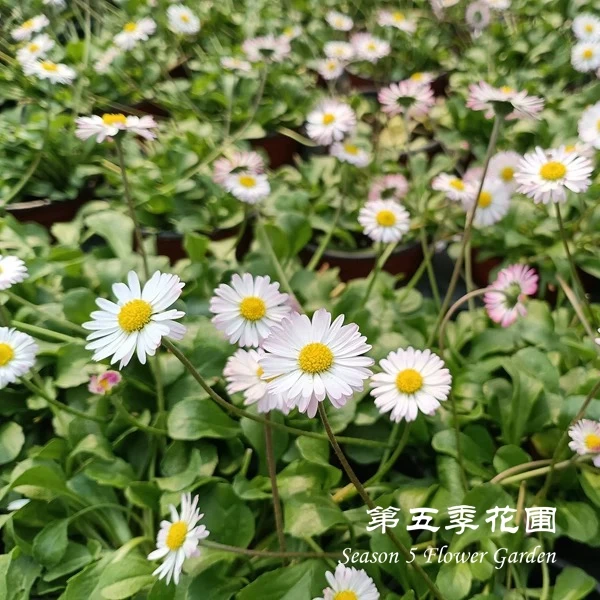 第五季花圃 英国原生小雏菊 白色 多年生耐寒耐热春冬季开花植物