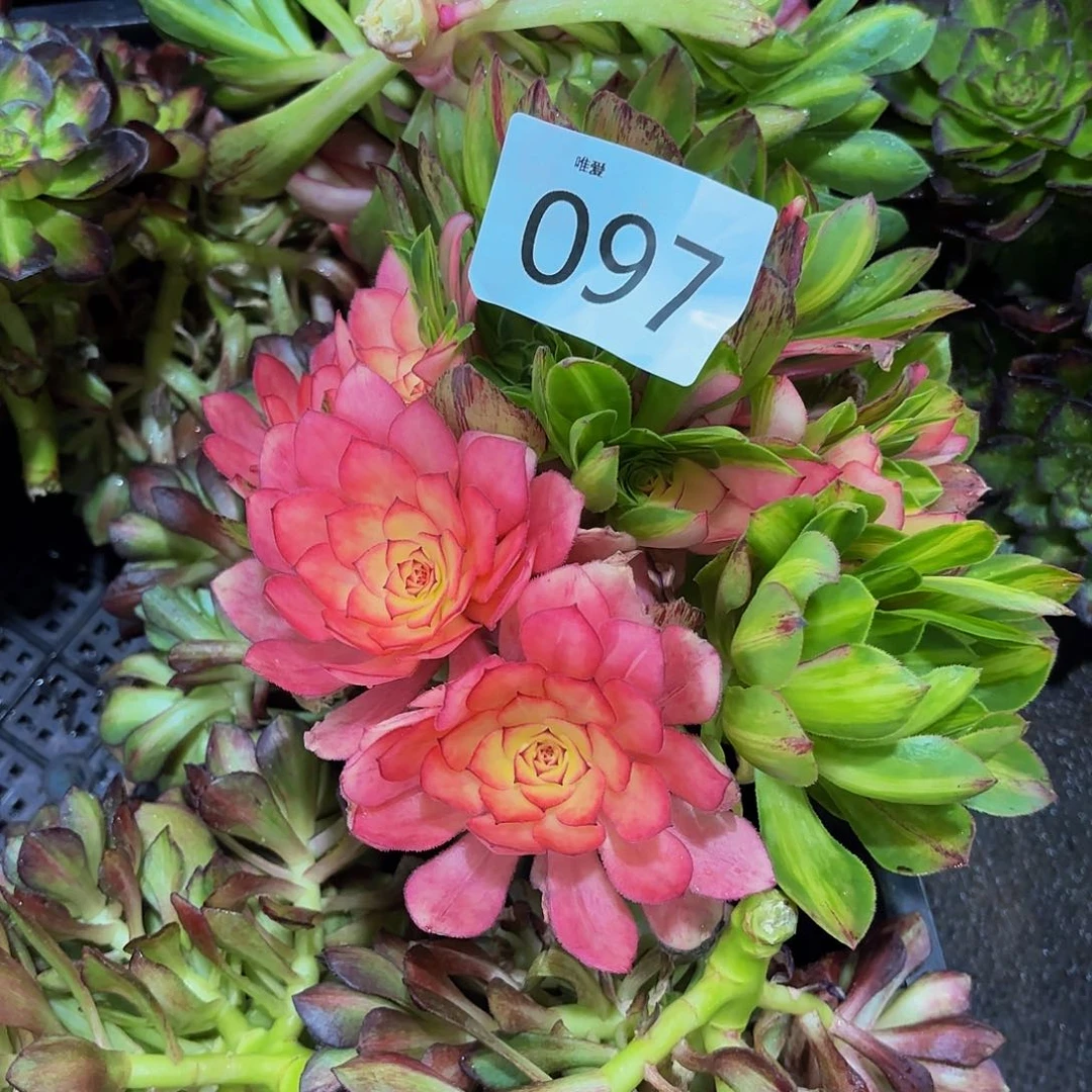 多肉植物知否097