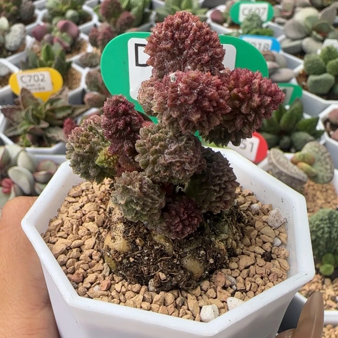 朱紫玉老桩子125。