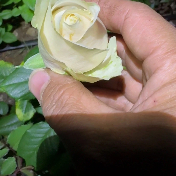 无花朵多彻斯特扦插小苗