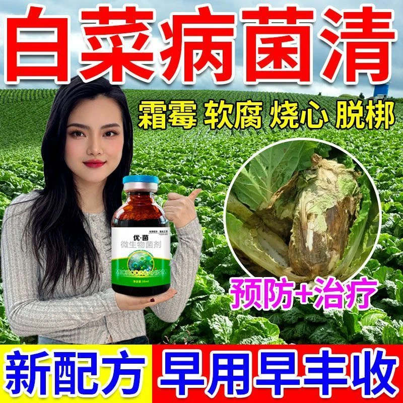 白菜病菌清防腐包心剂烂根黄叶腐烂软腐灰霉病专用通用剂