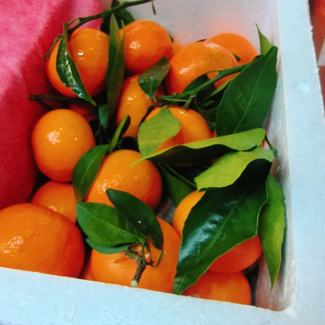 明日见桔，超甜水分超大。毛5斤内附保鲜冰袋，高端局柑橘四川省四川省凉山彝族自治州