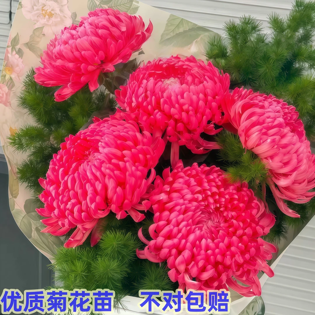 红色重瓣【菊花苗】重瓣新鲜扦插苗盆栽绿植室内外大花型植物四季开