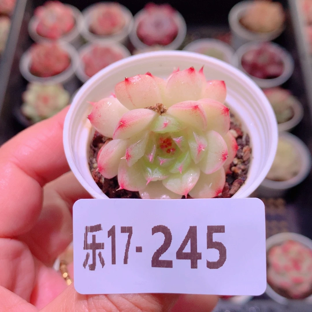 乐然17-245 麦秆双头