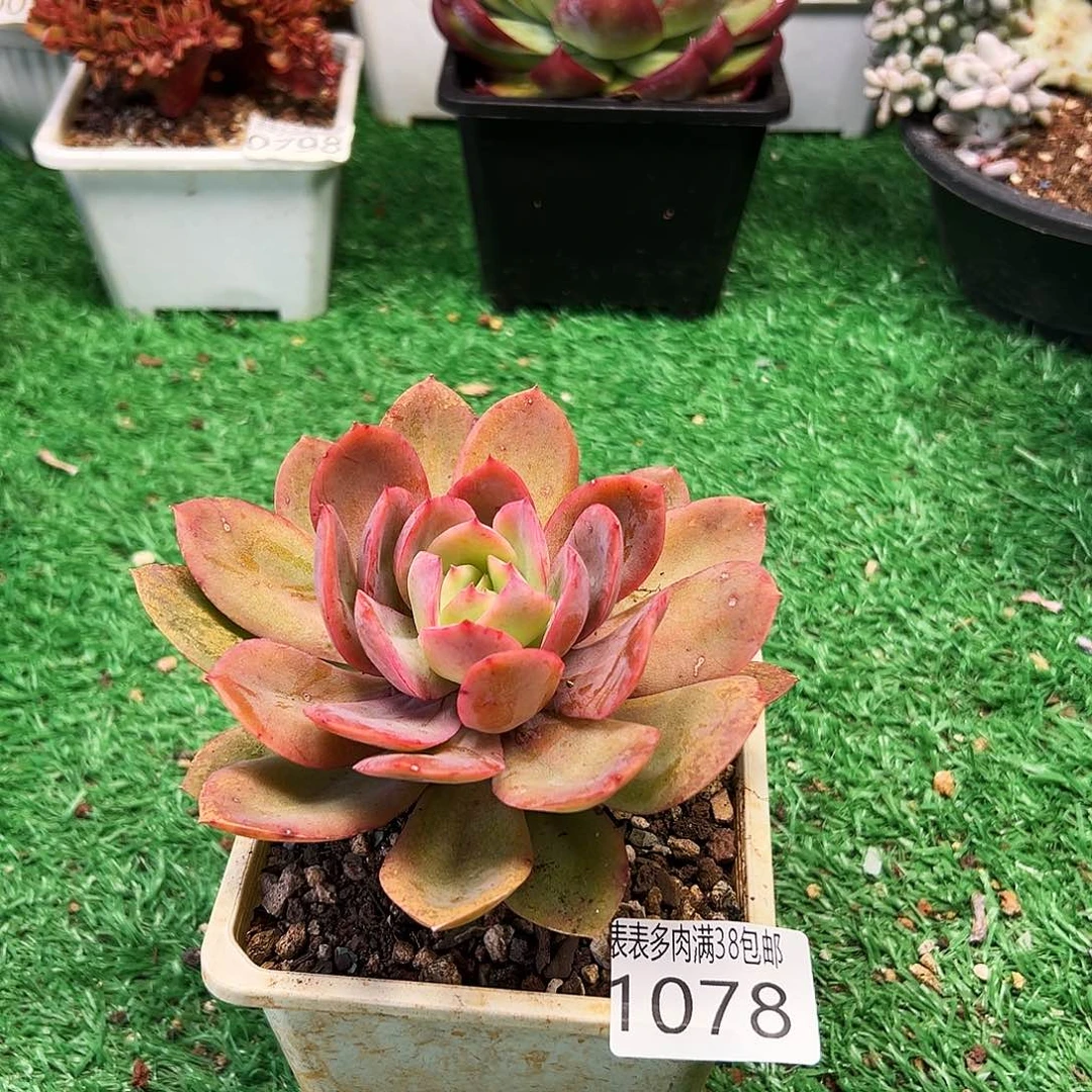 无花朵多肉一物一拍植物1078