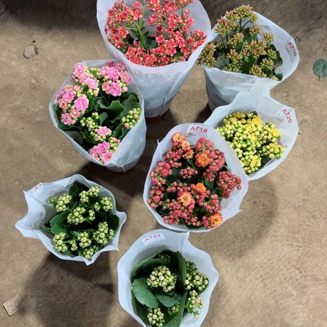 吴*萸715-721七颗长寿花