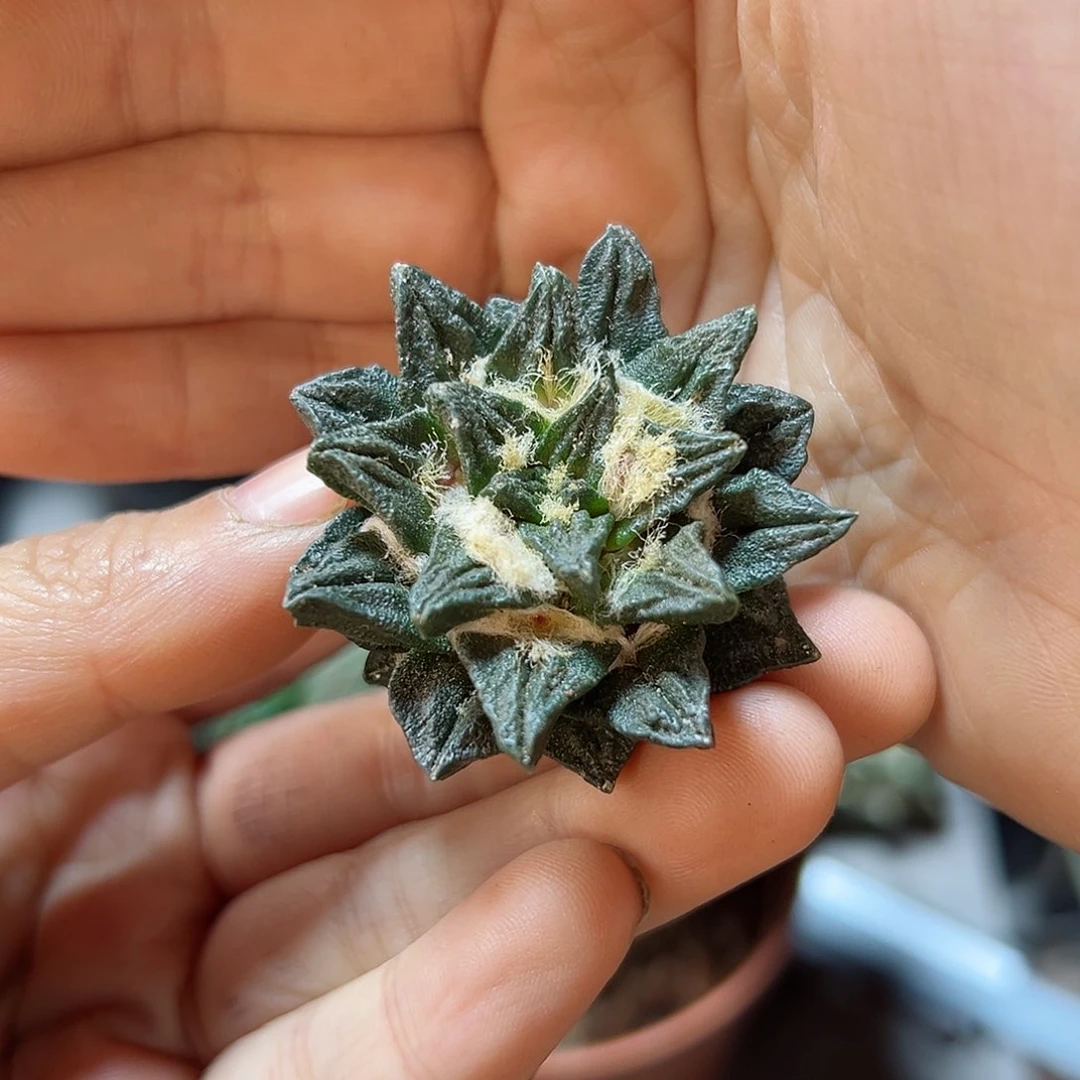 晚25号龙角无根4.1公分