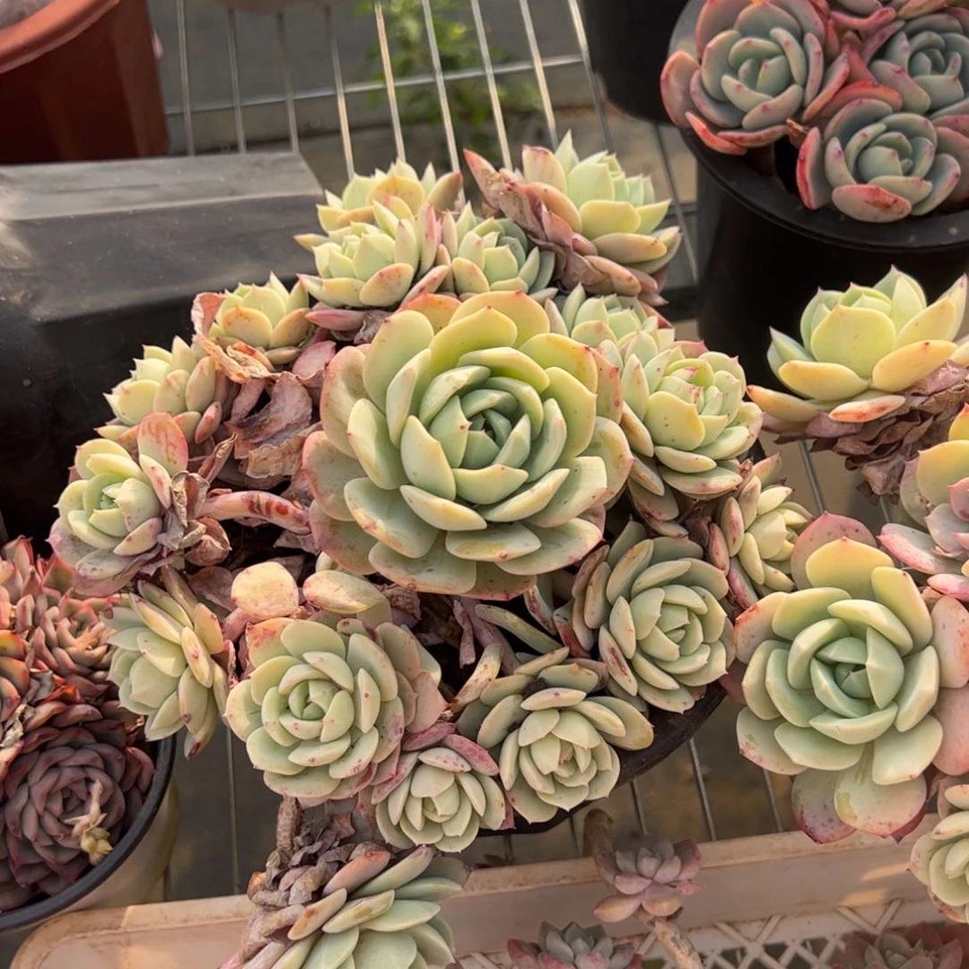 韩国恋曲手捧多肉