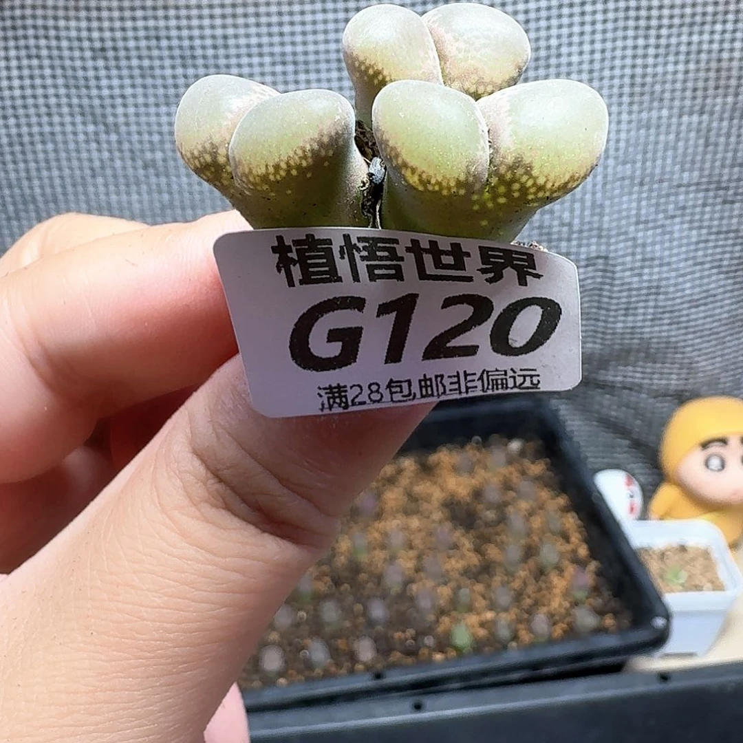 多肉植物的润泽额v