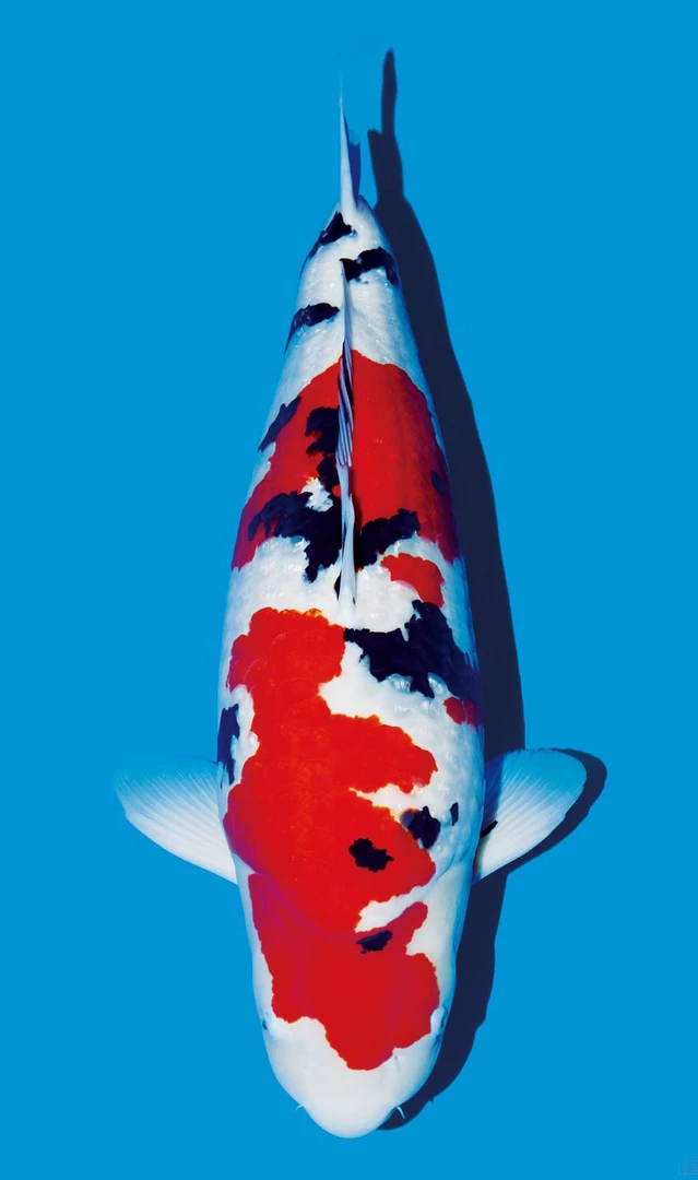 （新奇宠物)锦鲤直播间 日本纯种锦鲤红白大正昭和观赏鱼截图发货