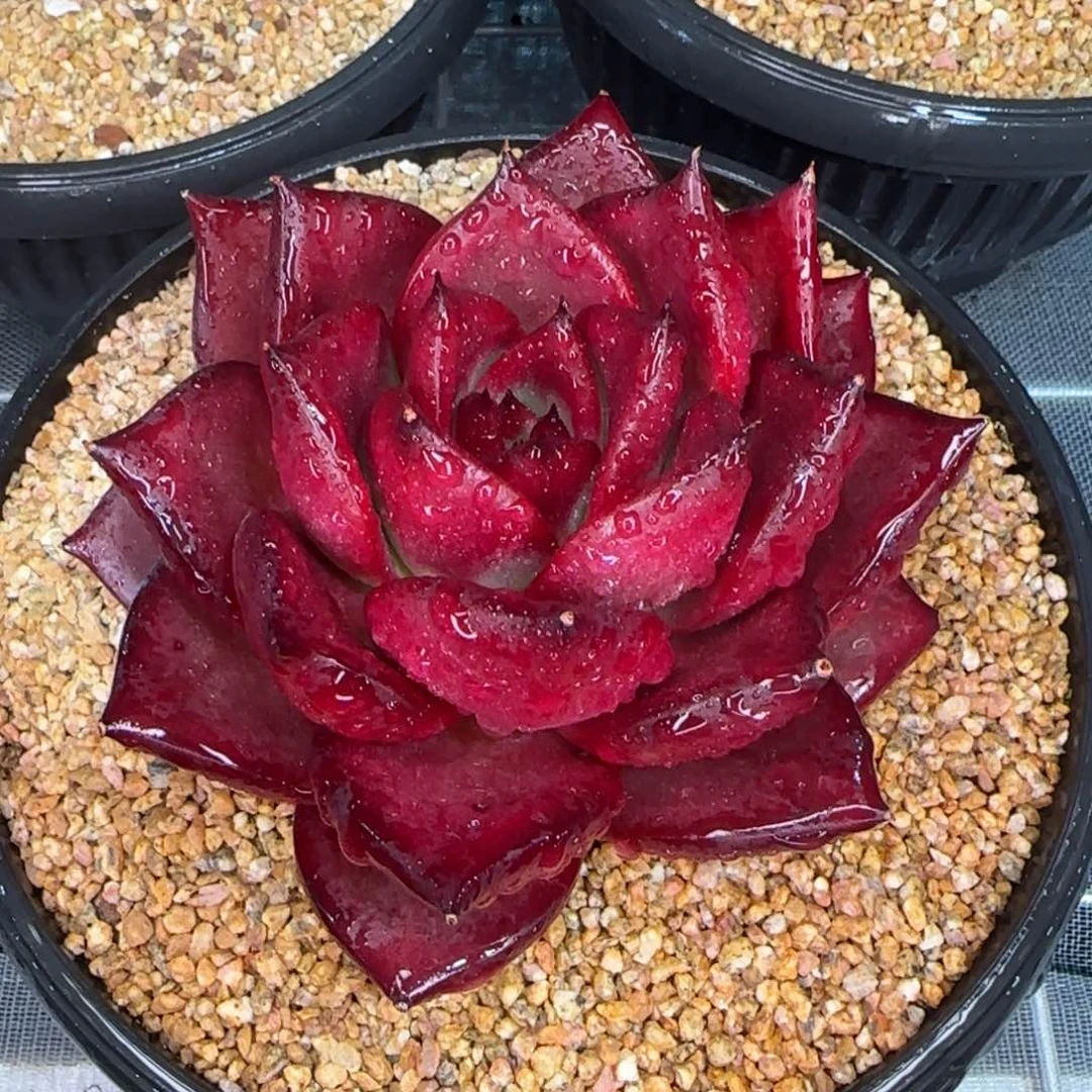 从前慢花园精选多肉罗宾