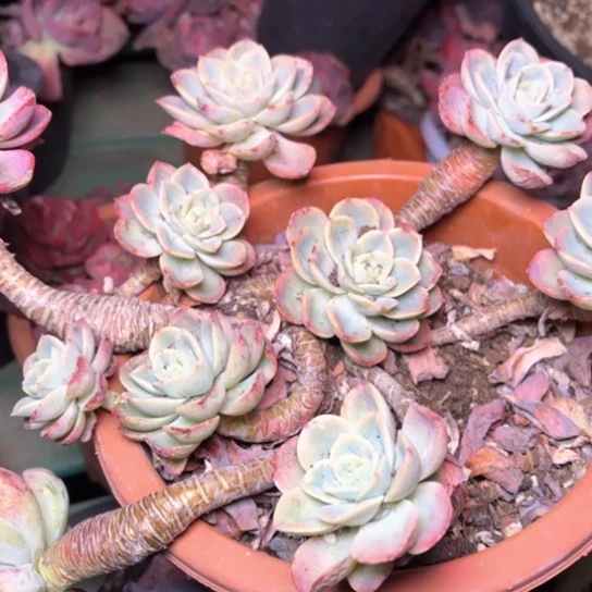 晓*吖多肉植物的植物