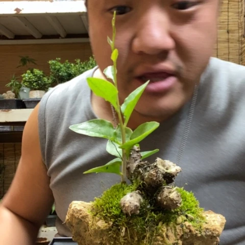 红陶一物一拍所见即所得162