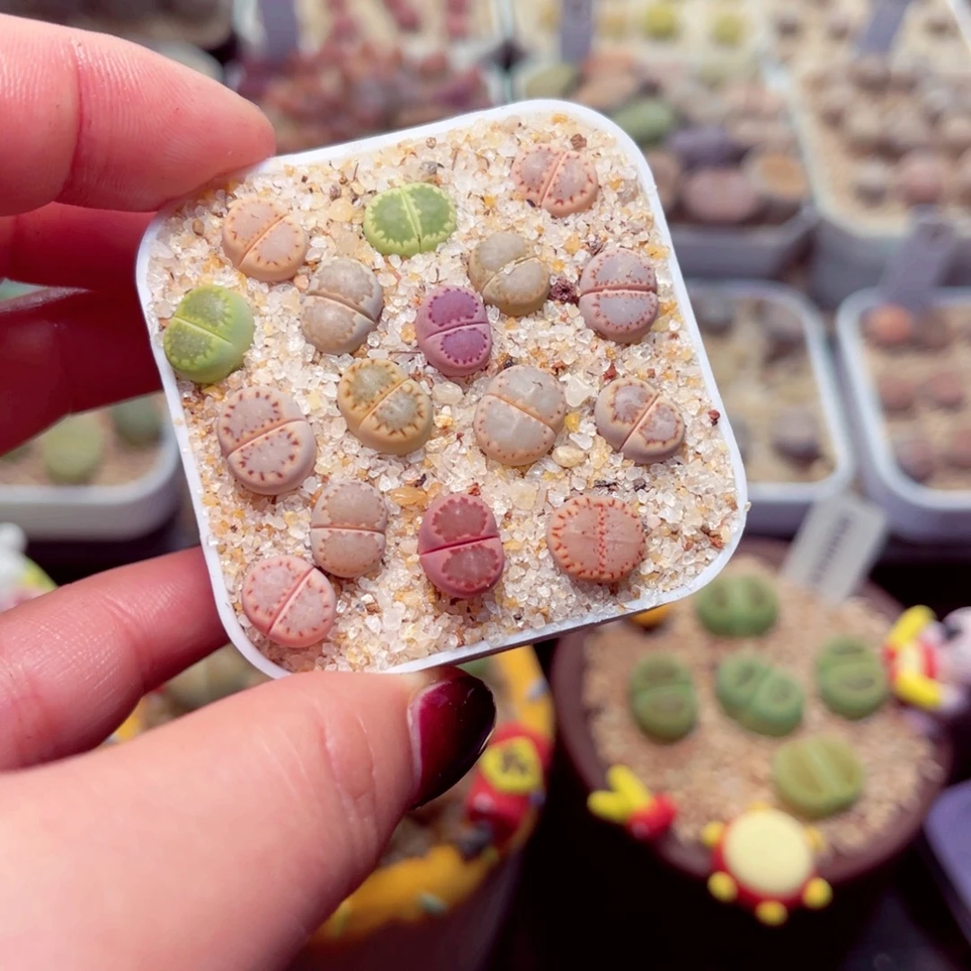 210号带盆盆包邮发货