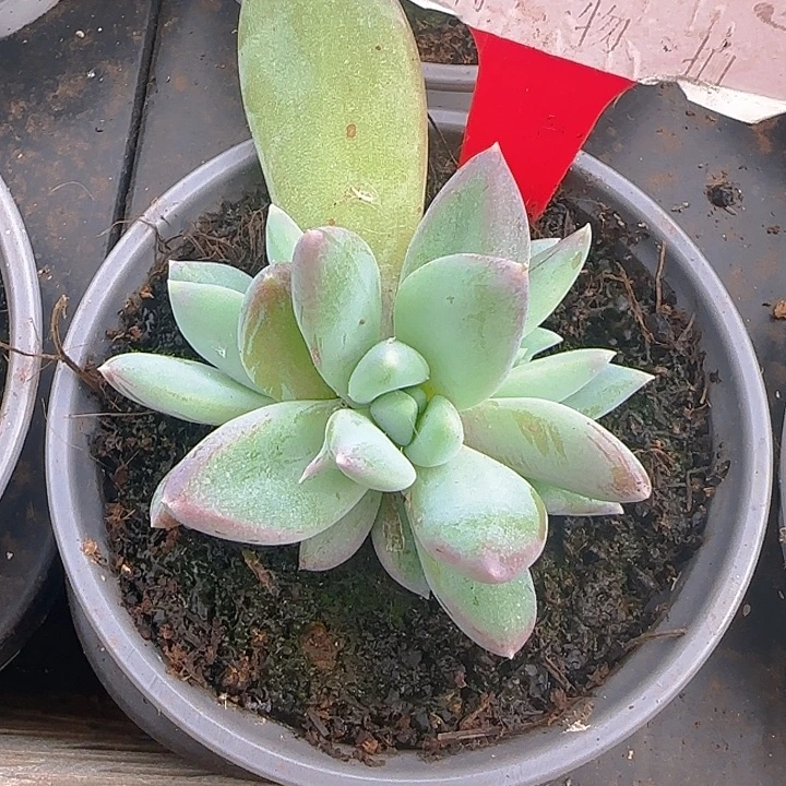 伊丽莎白709多肉植物