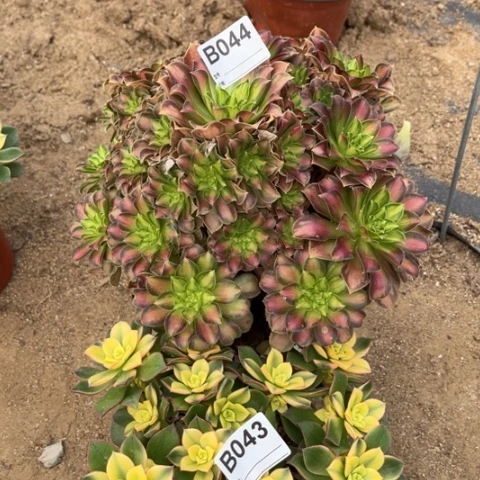 多肉植物韶华艳日辉