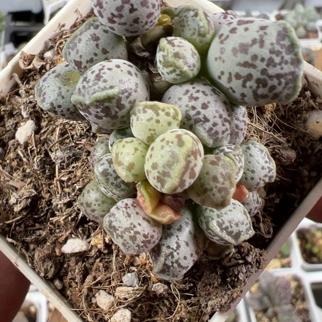 达摩海豹老桩多肉植物水泡