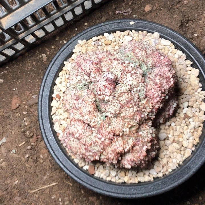 ╃***a29///////////////