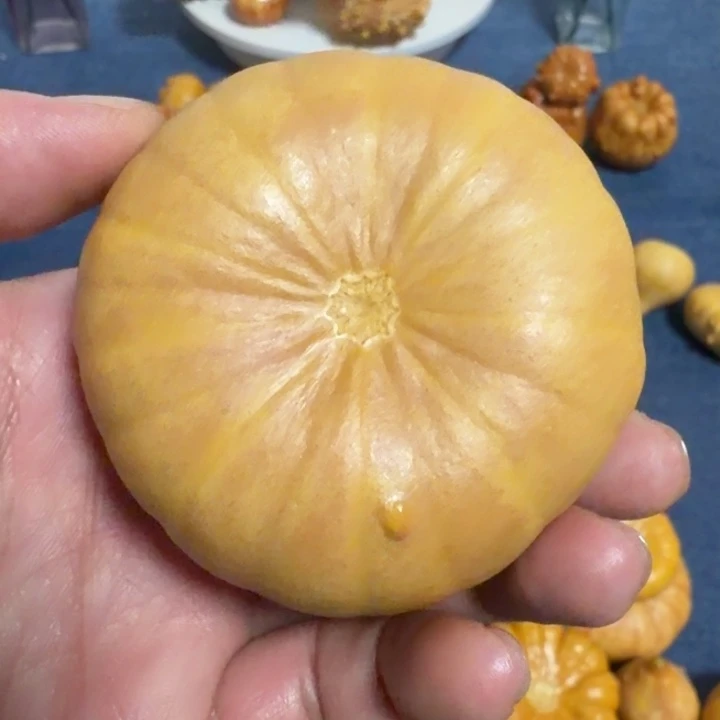 明***视墨西哥七彩疙瘩葫芦