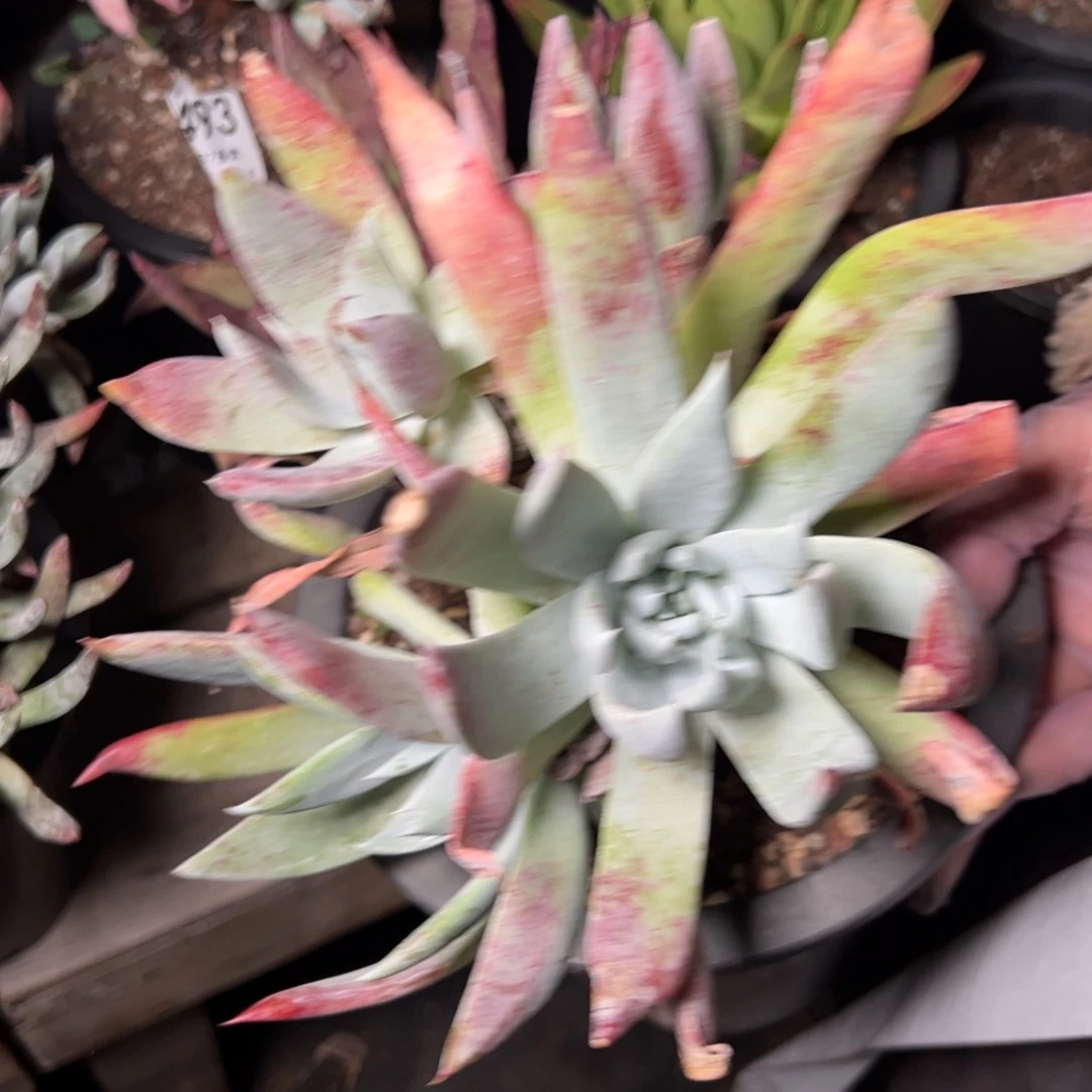 2494哈哈哈哈哈哈哈哈