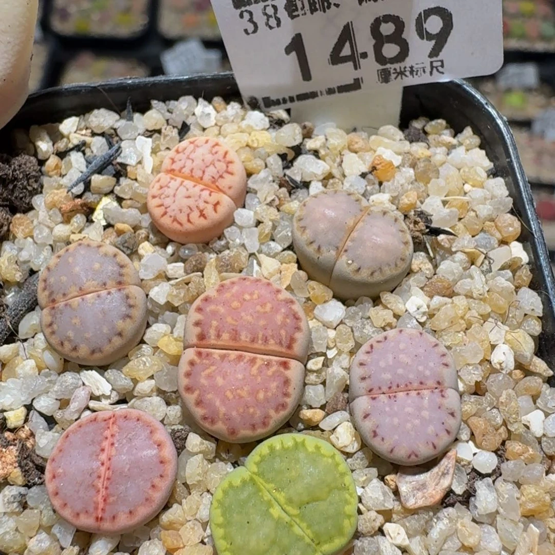 Zzzz生石花肉锥1489