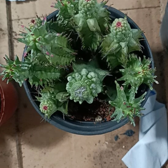 花花世界迷人眼球球好养