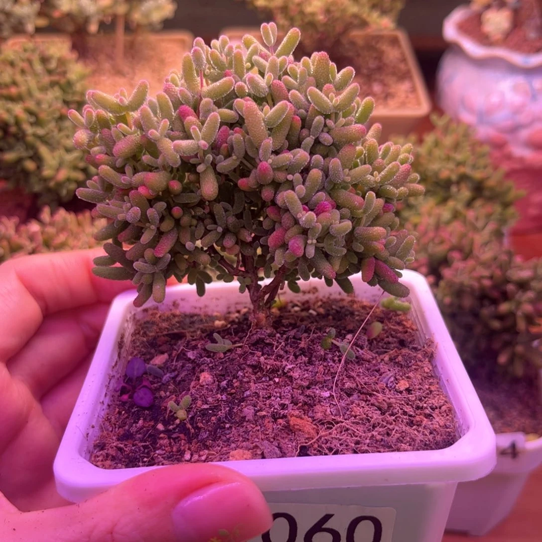 060蜜桔可爱多肉植物