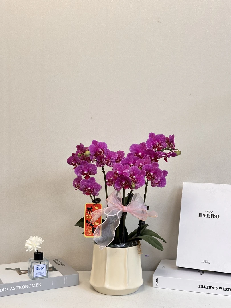 蝴蝶兰年宵花【红粉佳人】真花 秋冬耐寒花卉 四季开花 多样性发货