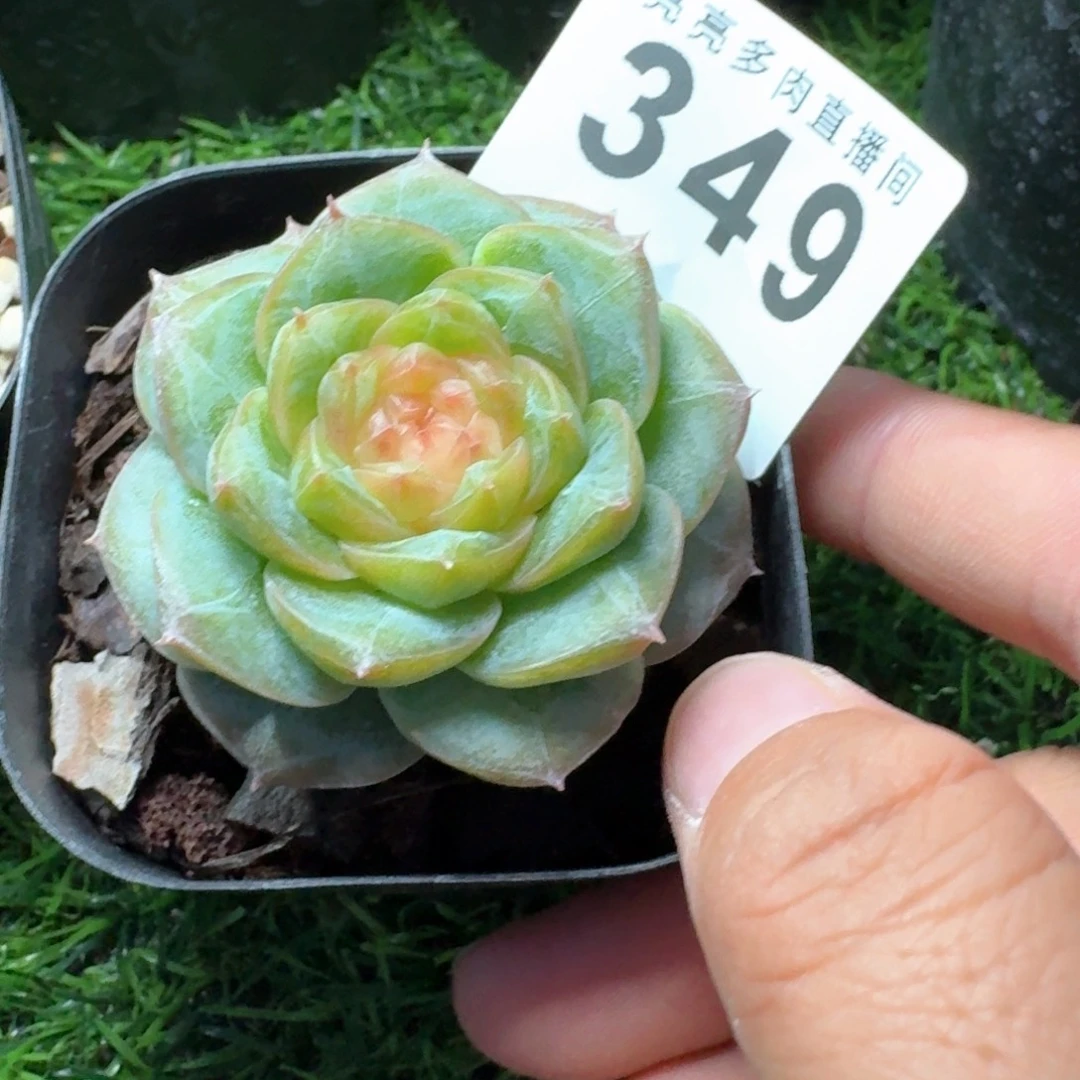 冻唇蜜            精美多肉植物