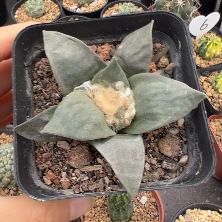 实生牡丹仙人球仙人球