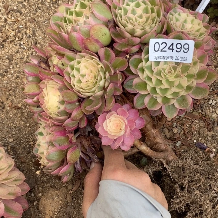 02499荔枝多肉植物
