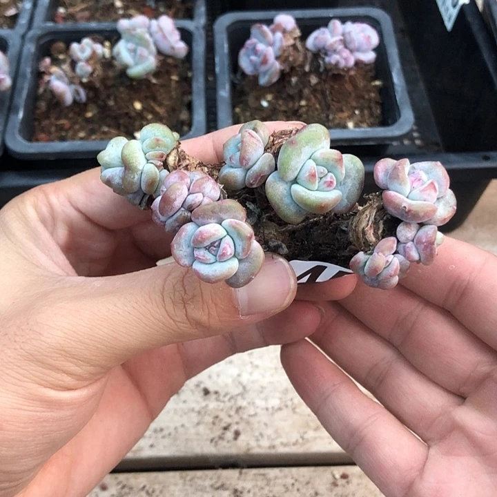 星影石榴籽福利出咯 458