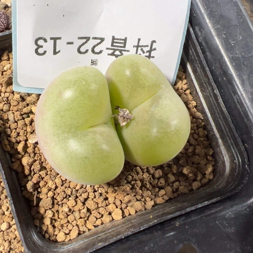 22-13肉锥多肉植物