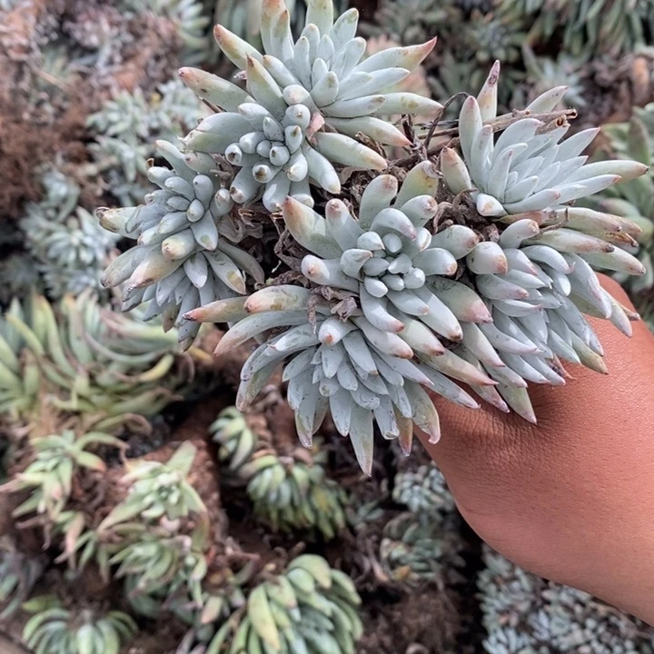 3938h h h h h h h h h h