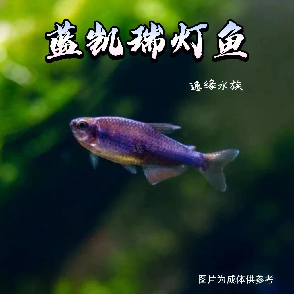 逸缘 蓝凯瑞灯鱼超级蓝国王小型热带群游鱼