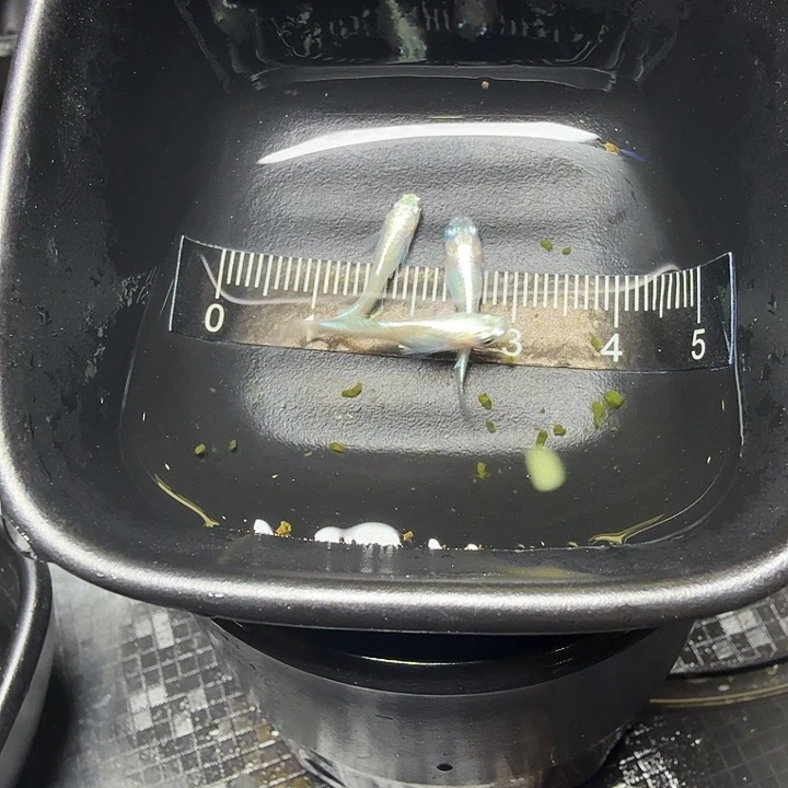 青鳉鱼121号拍品粉蝶