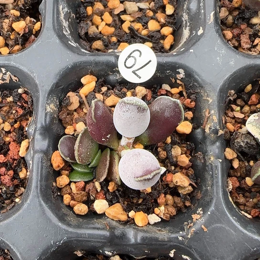 艺伎海豹水泡多肉植物79