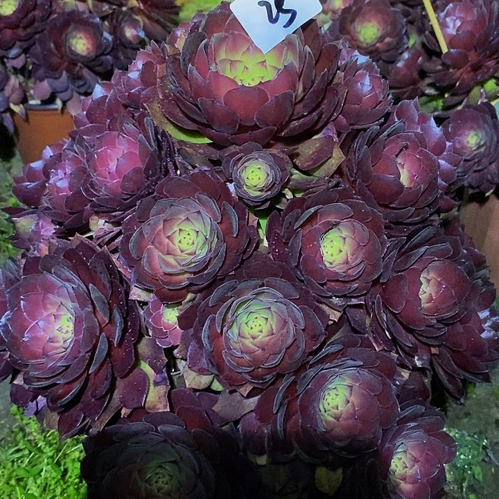 25号桃花石多肉35.8