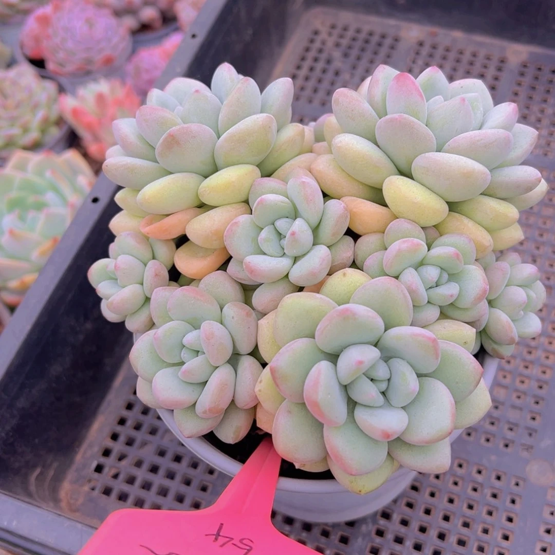 福利来啦打榜啦打榜啦打