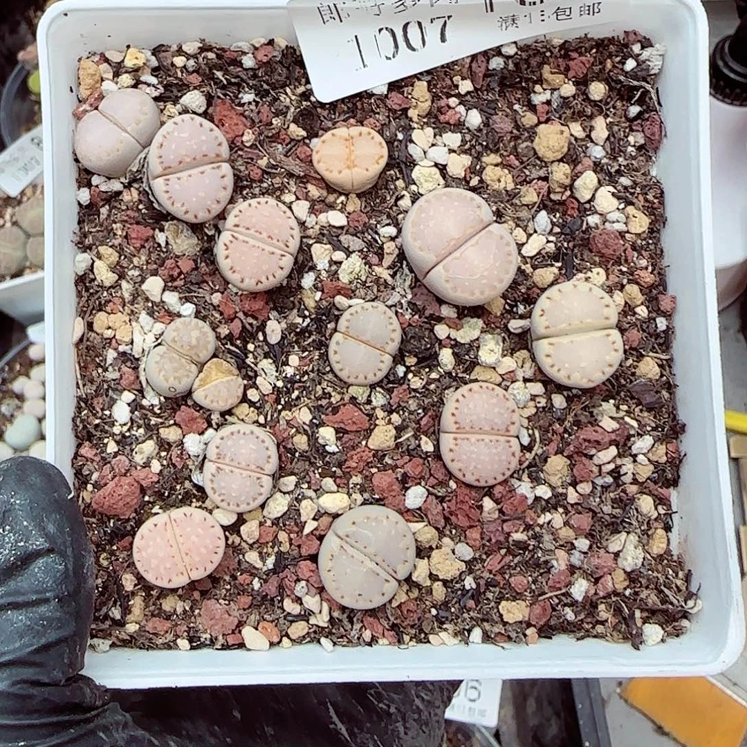 生石花满18包邮1007-108