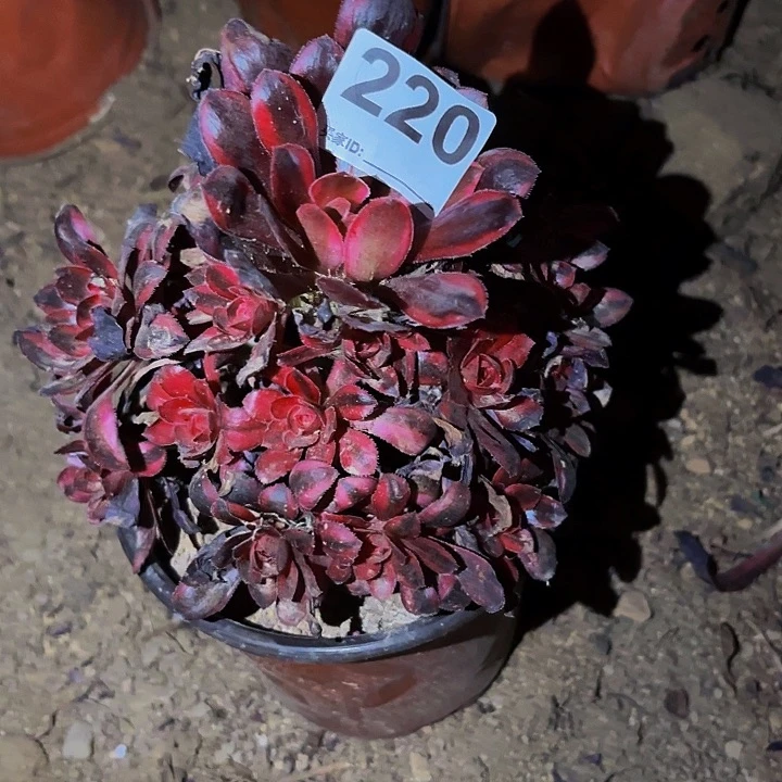 220樱花香奈儿多肉植物