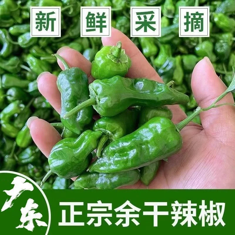 正宗江西余干小辣椒新鲜青椒薄皮蔬菜尖椒特辣虎皮超辣农家菜椒