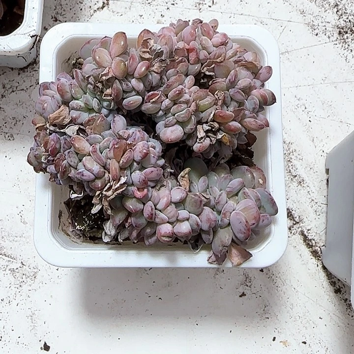 ?***?青蛙王子儿童牙膏111