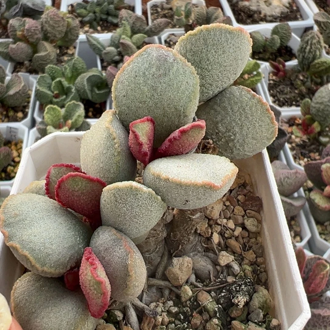 琉璃磨砂蛋老桩多肉植物