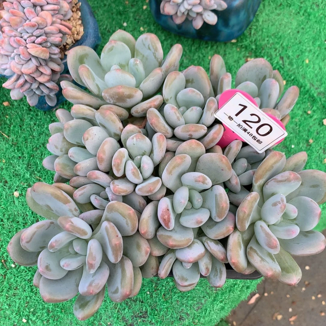 三明治美人老桩无砍平头120