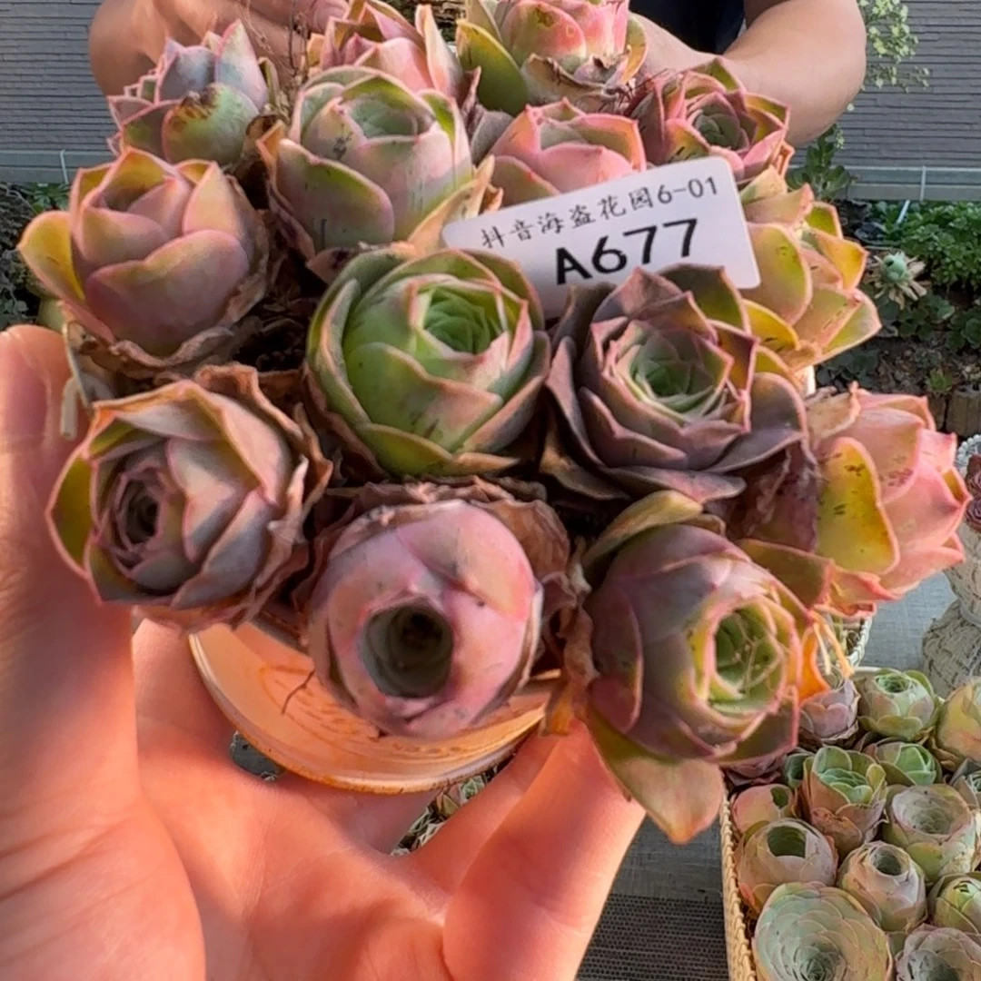A677 铁艺花盒玫瑰组合福利