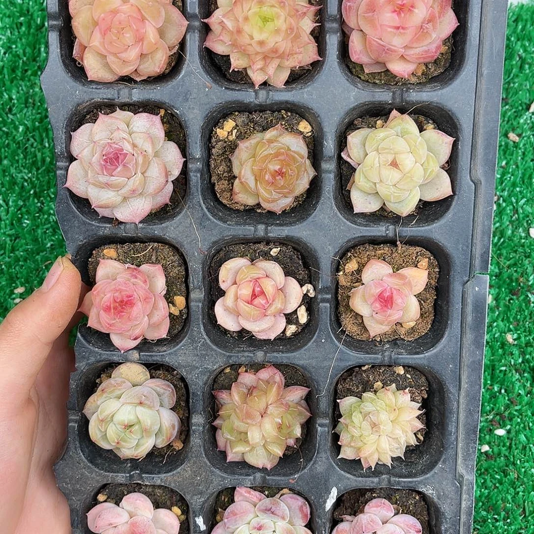 多肉一物一拍23-162