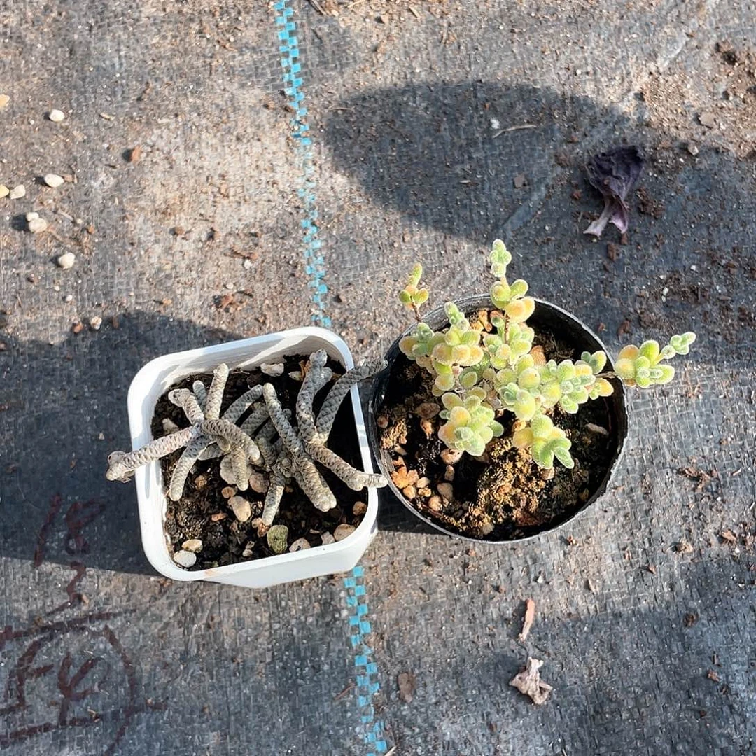 云***朵冰晶枝干加银龙多肉