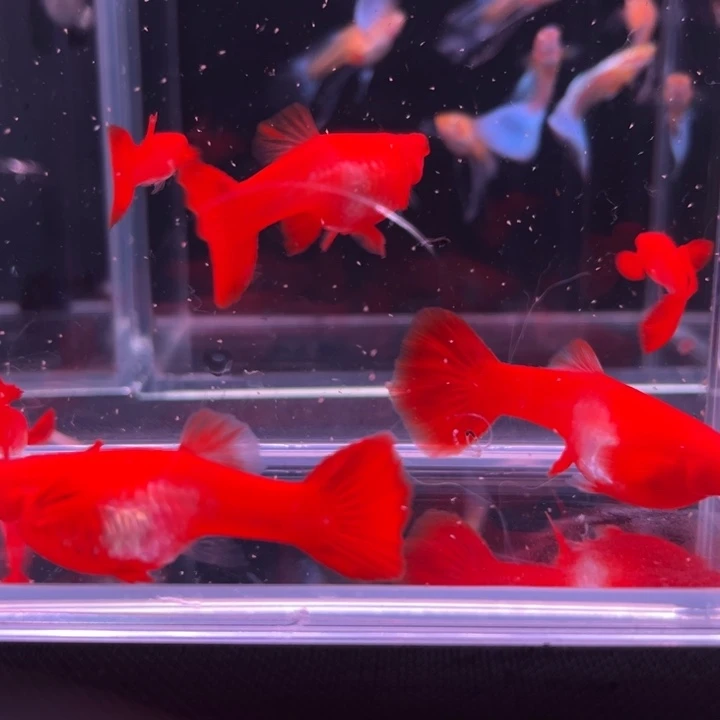 幽***冥孔雀鱼双分水6条母鱼